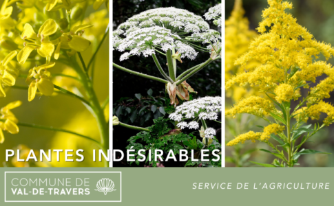 Plantes indésirables Val-de-Travers